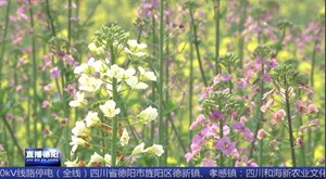 广汉高坪：五彩油菜花惊艳绽放
