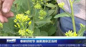 春耕好时节 油菜清杂正当时