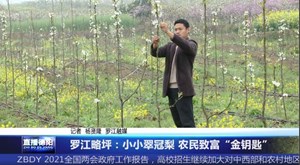 罗江略坪：小小翠冠梨 农民致富“金钥匙”
