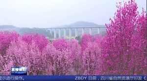 罗江：赏花正当时 百余亩碧桃花海迎春绽放