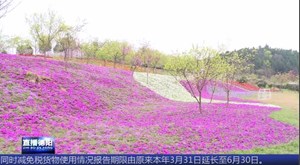 芝樱花开 游人如织