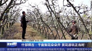 什邡师古：千亩梨花朵朵开 赏花游玩正当时