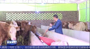 王先金：返乡养牛“牛气”足