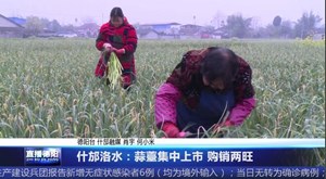 什邡洛水：蒜薹集中上市 购销两旺