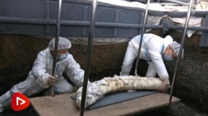 三星堆4号坑一根象牙被完整提取