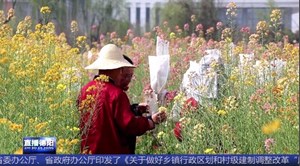 什邡：彩色油菜 点亮浓浓乡愁