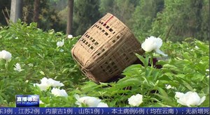 中江：油用牡丹花色浓 “富贵花”变“富民花”