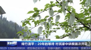 绵竹清平：20年的等待 村民家中珙桐首次开花