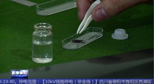 打麻将“出老千” 诈骗团伙被抓正着