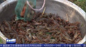 中江黄鹿：小龙虾抢先上市 “稻虾共作”模式助农增收