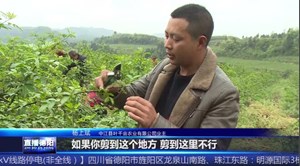小小藤椒花 致富麻辣果