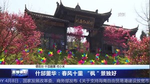 什邡蓥华：春风十里 “枫＂景独好