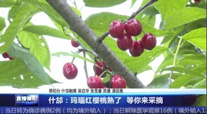 什邡：玛瑙红樱桃熟了  等你来采摘