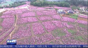 中江：春日花海迎客来 千亩芍药竞相开