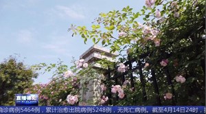 什邡：满墙蔷薇扑鼻香 最是春意正浓时