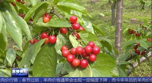 罗江：樱桃采摘正当时 游客纷纷来尝“鲜”