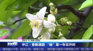 中江：香飘满园 “柚”是一年花开时