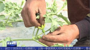 中江：西瓜成就甜蜜事业