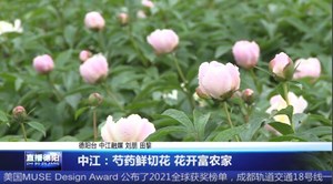 中江：芍药鲜切花 花开富农家