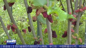 广汉：桑葚成熟季 记者带你体验采摘乐趣