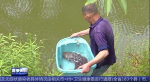 罗江：村民发现14斤野生娃娃鱼 放生回归大自然