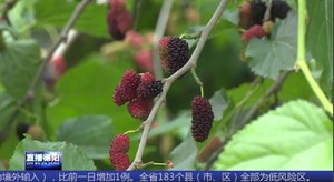 中江：甜蜜桑葚致富果