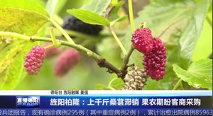 旌阳柏隆：上千斤桑葚滞销 果农期盼客商采购