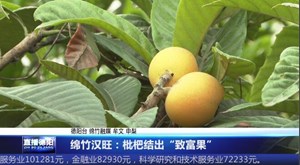 绵竹汉旺：枇杷结出“致富果”