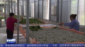 中江文桥村：“输血”变“造血” 蚕桑产业园助力村民奔小康