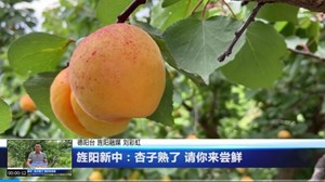  旌阳新中：杏子熟了 请你来尝鲜