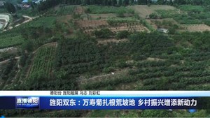 旌阳双东：万寿菊扎根荒坡地 乡村振兴增添新动力