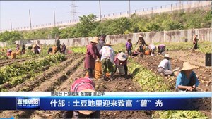 什邡：土豆地里迎来致富“薯”光