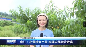 中江：小黄桃大产业 实现农民增收致富