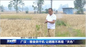 广汉：粮食烘干机 让晒粮不再看“天色”