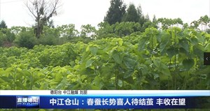 中江仓山：春蚕长势喜人待结茧 丰收在望