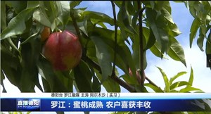 罗江：蜜桃成熟 农户喜获丰收