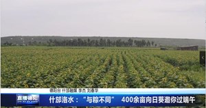 什邡洛水：“与粽不同”  400余亩向日葵邀你过端午