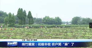 绵竹麓棠：花椒丰收 农户笑“麻”了