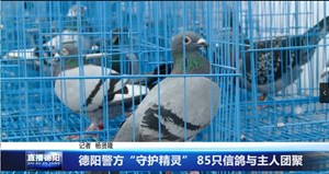 德阳警方“守护精灵” 85只信鸽与主人团聚
