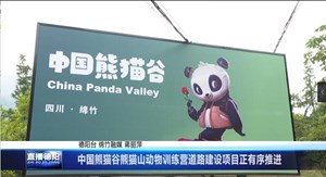中国熊猫谷熊猫山动物训练营道路建设项目正有序推进