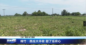绵竹：西瓜大丰收 甜了瓜农心