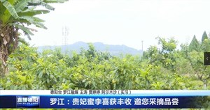 罗江：贵妃蜜李喜获丰收 邀您采摘品尝