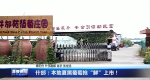 什邡：本地夏黑葡萄抢“鲜”上市！