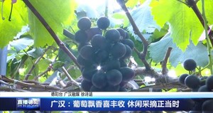 广汉：葡萄飘香喜丰收 休闲采摘正当时