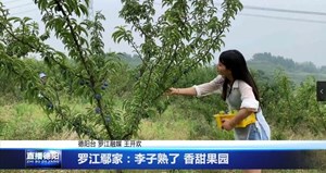 罗江鄢家：李子熟了 香甜果园