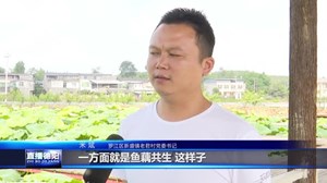 罗江新盛：三百亩荷塘花正好 正是赏花好时节