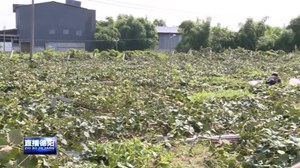 什邡：猕猴桃果园受灾严重 果农积极自救