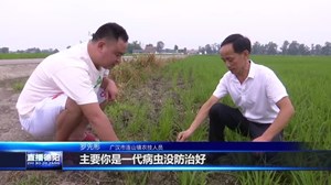 广汉：水稻科学夏管 为秋粮丰收打牢基础