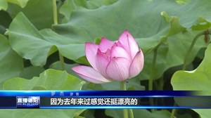 中江南华：以荷为媒 带动一方增收致富