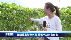 旌阳种出热带水果 特色产业兴农富农